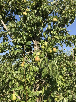 pear_orchard