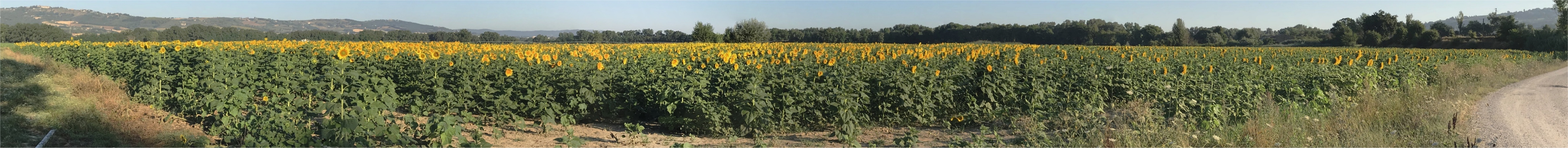 sunflower_field