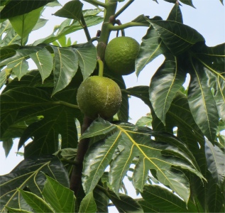 breadfruit_tree
