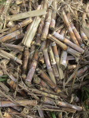 cut_sugarcane
