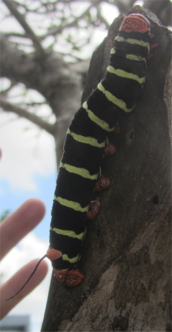 frangipani_moth_larvae