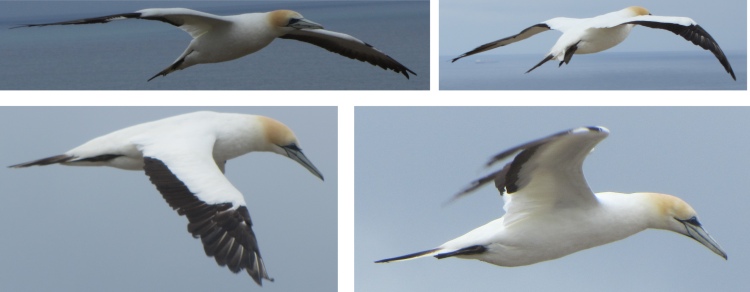 gannets_in_flight