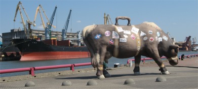 travelling_cow