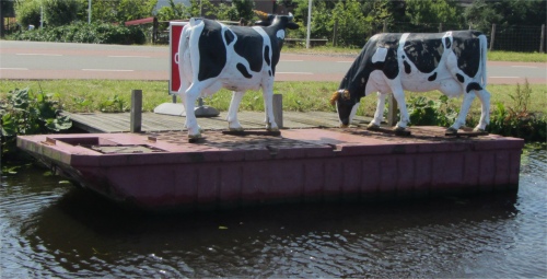cows_waiting_for_a_ferry