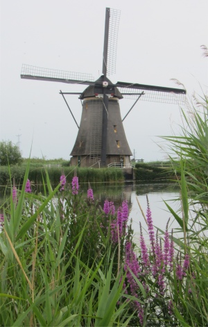 windmill_and_wild_flowers