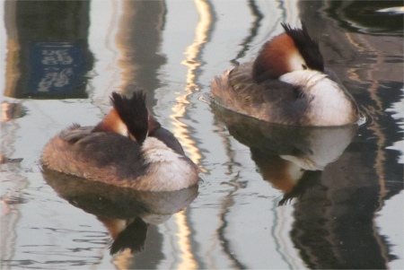pair_of_grebes