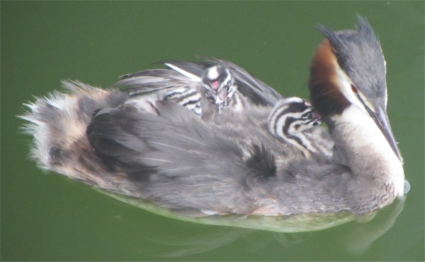 grebe_with_chicks