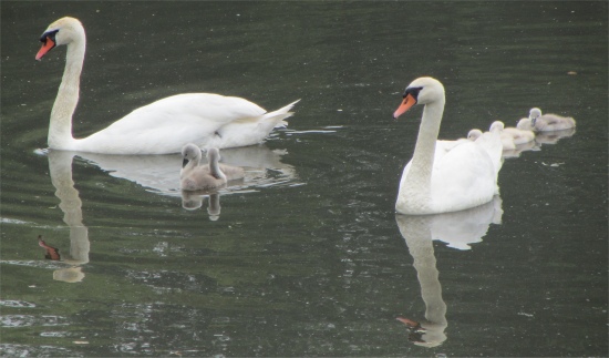 swans_in_moat