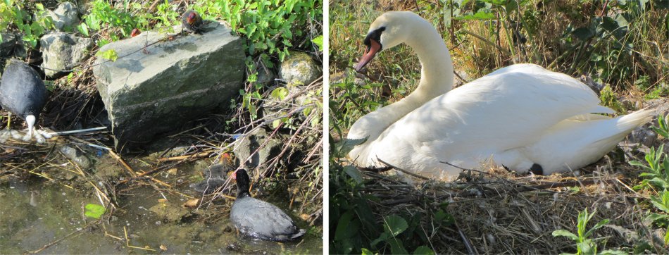 coots_and_swan