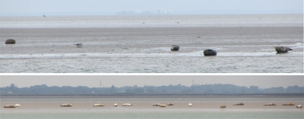 seals_on_the_crouch