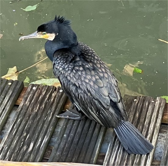 grebe