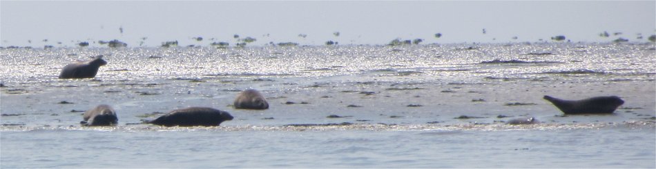 seals_on_buxey
