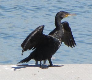 cormorant