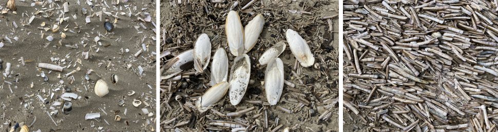 ijmuiden_shells