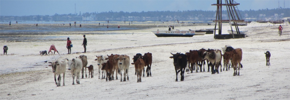 cows_strolling_along_beach