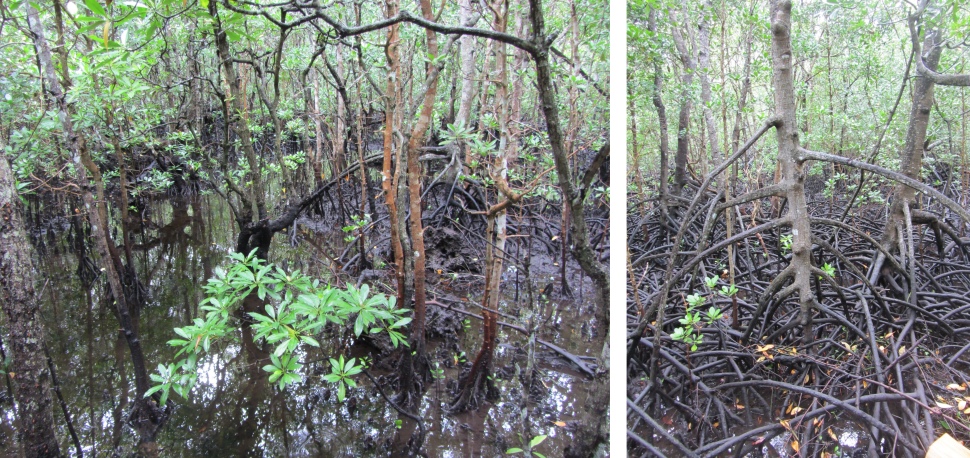 mangrove_swamp