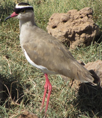 crowned_plover