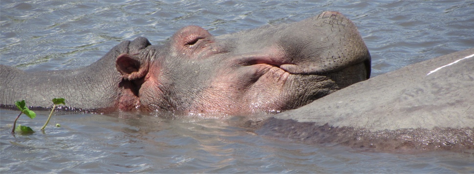 hippo_at_the_spring