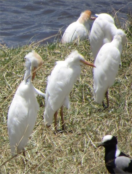 lakeside_egrets