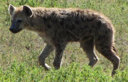 spotted_hyena