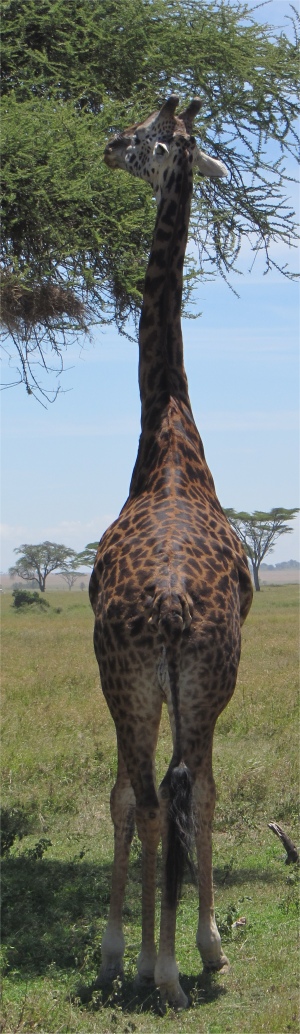 giraffe_high_feeding