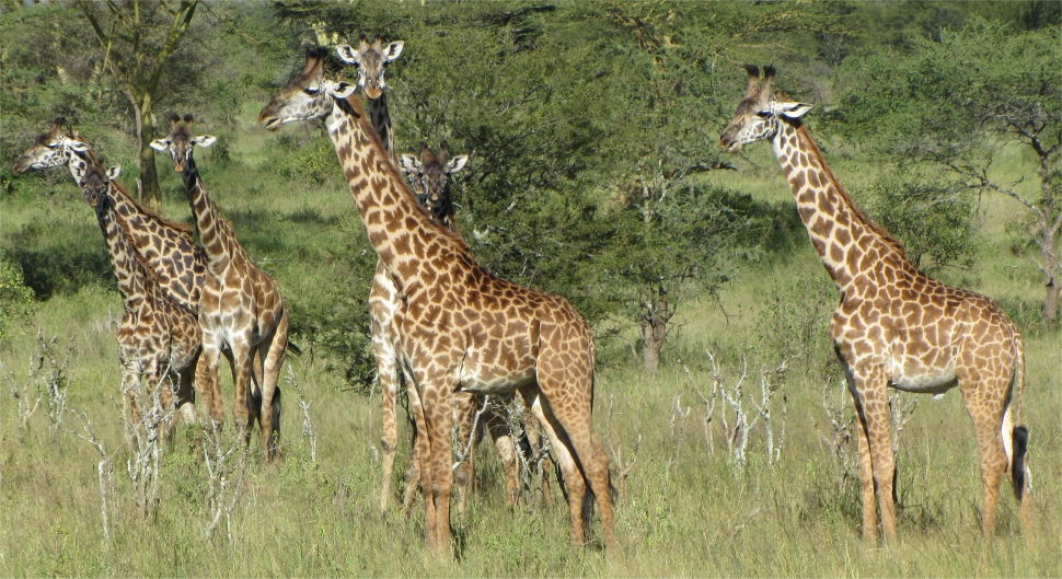 giraffes_hide_and_seek