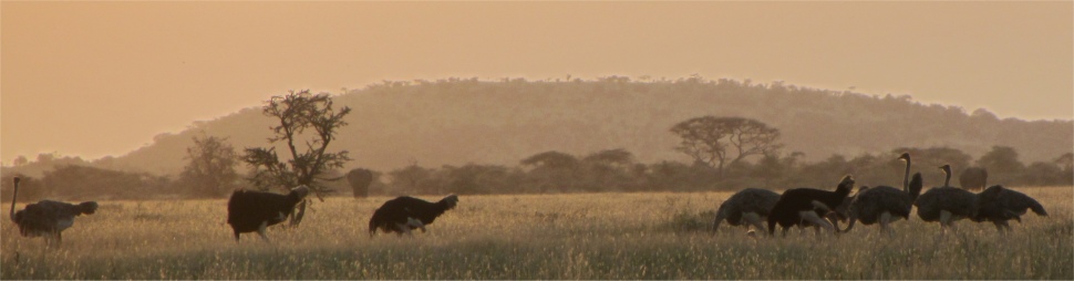ostriches_at_dusk