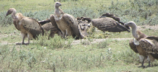 ruppell's_griffon_vultures
