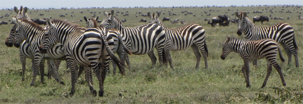 zebra_hanging_out