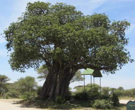 baobab_tree